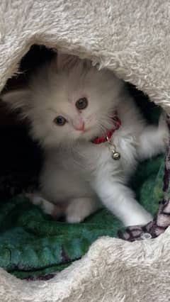 Fluffy White Persian Kitten female for sale 0