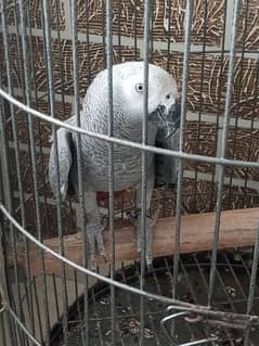 african grey parrot local breed