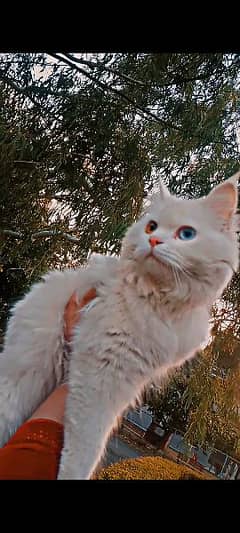 turkish angora (diff blue and brown eyes)beautiful cat for sell