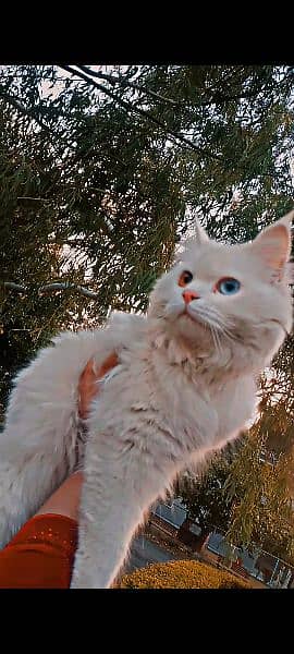 turkish angora (diff blue and brown eyes)beautiful cat for sell 0