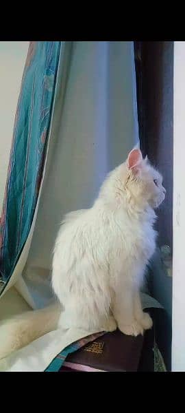 turkish angora (diff blue and brown eyes)beautiful cat for sell 1