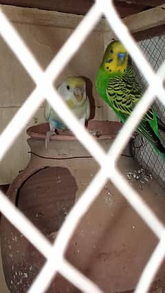 budgies with cage