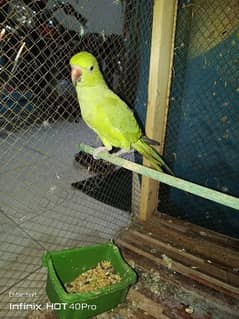 Green Neck Parrot