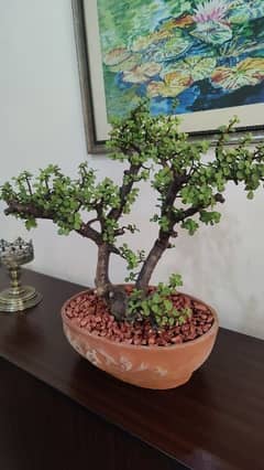 Jade Bonsai