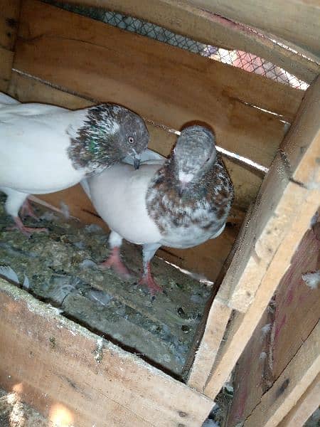 pigeons for sale 4