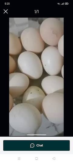 high quality aseel eggs