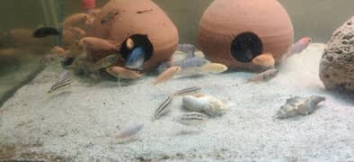 Malawi & African cichlids