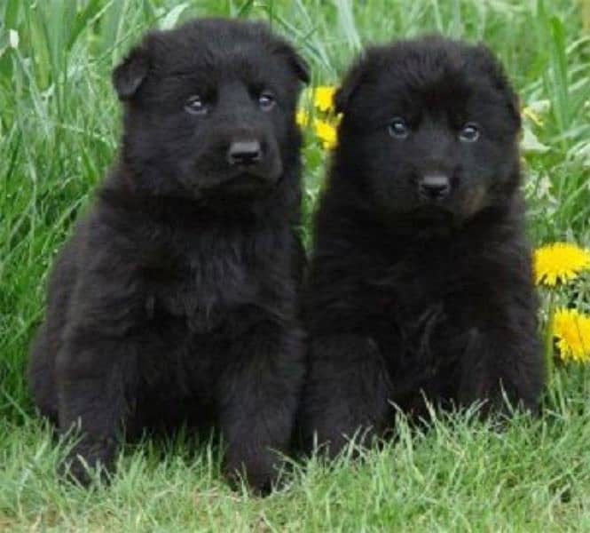 black german shepherd long cot pair 0