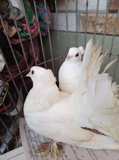 Beautiful white pegion pair