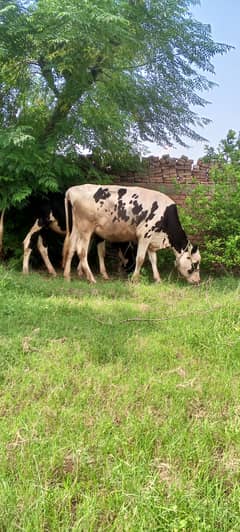 Cows pair for sale