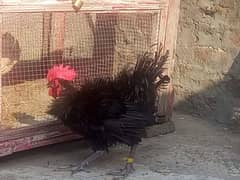 Silkie astralob male