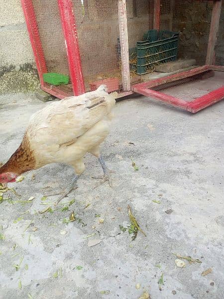 Silkie astralob male 1