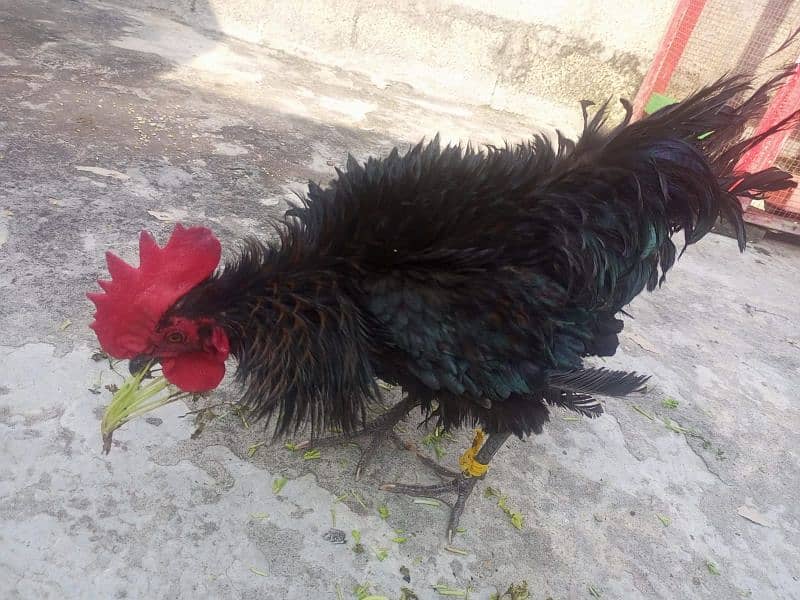 Silkie astralob male 2