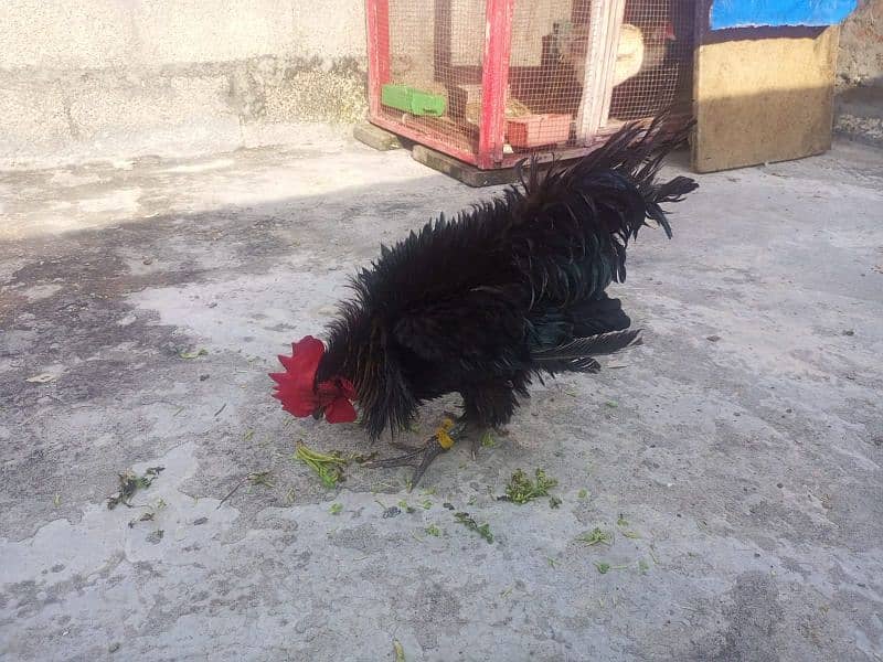 Silkie astralob male 4