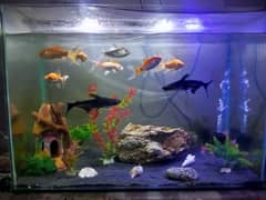 URGENT AQUARIUM FOR SELL