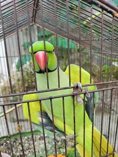 Ringneck Parrot