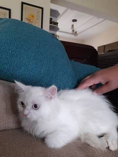 Persian cats for sale