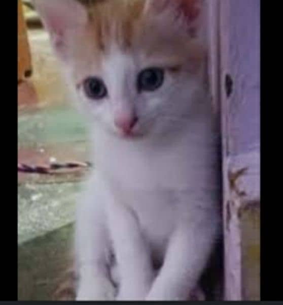 female cat with two kittens 4