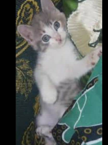 female cat with two kittens 5