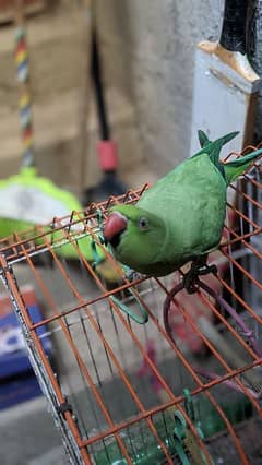 Talking ringneck parrot for sale