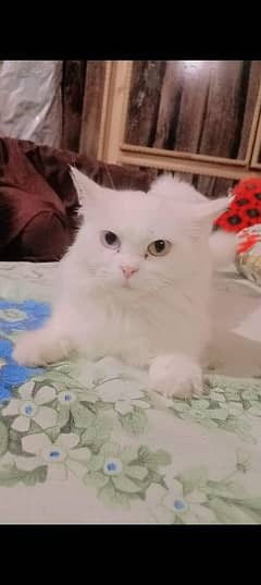 persian cat triple coat odd eyes