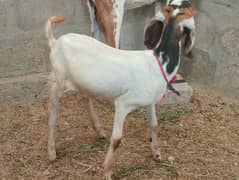 Bakri dodh wali sat ik bcha for sale 03068573940