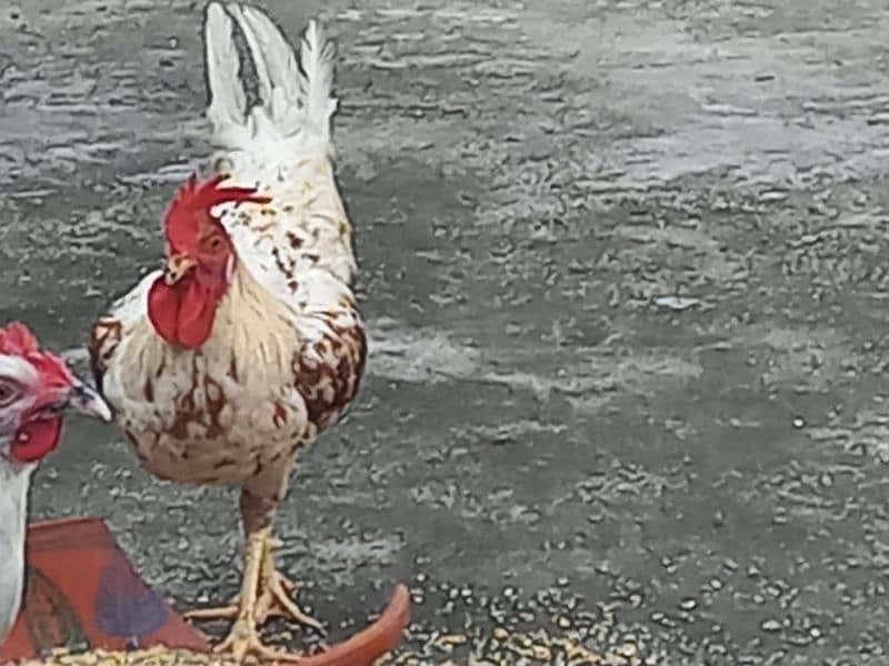 loman hen for sale urjent 1