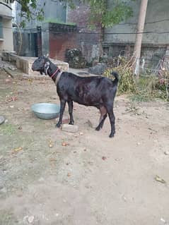 black bakri