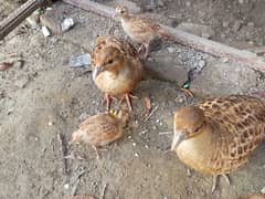 chicks