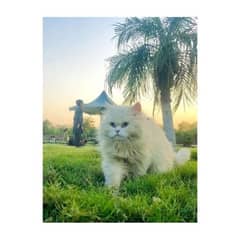 Quality Persian cats & kitten 0