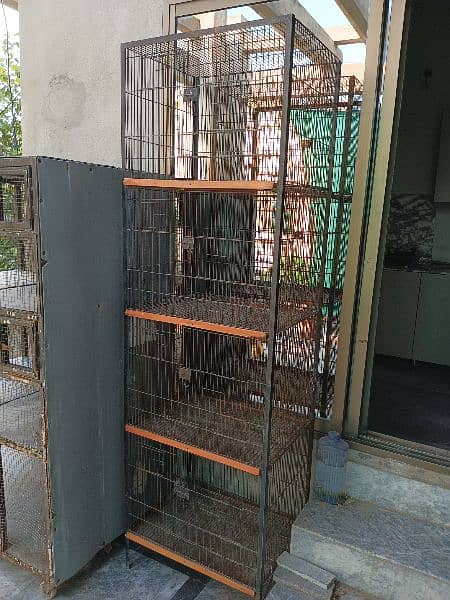 parrot cages for sale and love birds 5