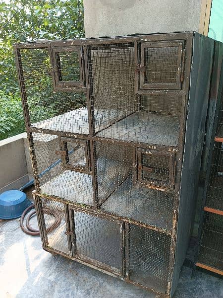 parrot cages for sale and love birds 6