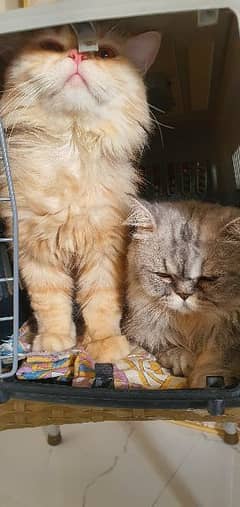 Semi-punched persian cats