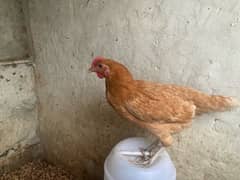 golden misri hen for sale