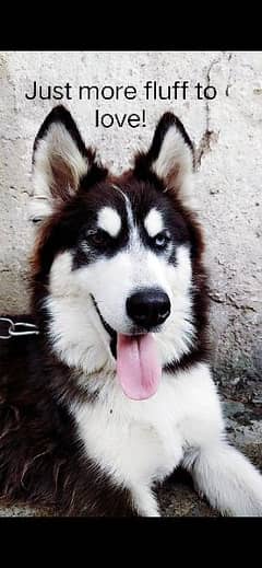 Siberian Husky Puppy (ODD EYE-FULLY VACCINATED)