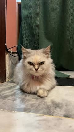 Persian Cat