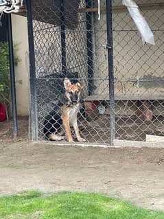 German Shephard Female Pup