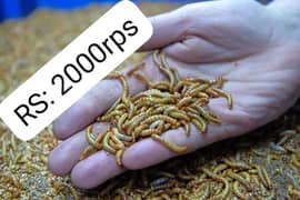 Mealworms