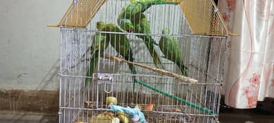 Green ringneck pair in rezinable price