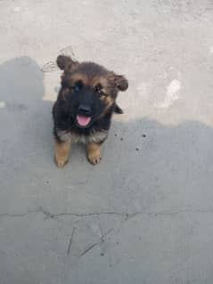 German shepherd puppies / puppy / GSD pup for sale