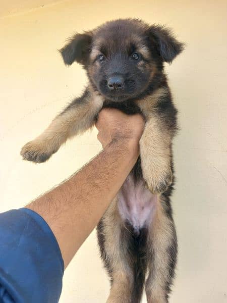 German shepherd puppies / puppy / GSD pup for sale 1