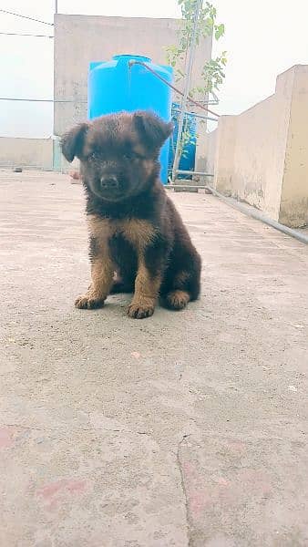 German shepherd puppies / puppy / GSD pup for sale 2