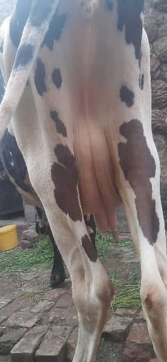 Taza Soi Cow Very Beautifull