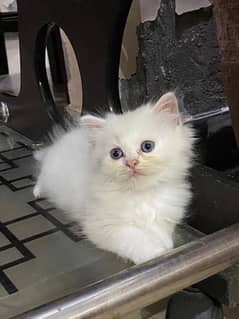 Persian kittens available for sale