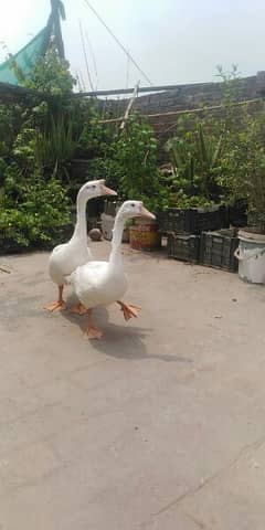 Long neck Big Duck Pair for sale(03246597172