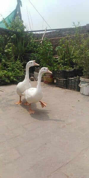 Long neck Big Duck Pair for sale(03246597172 0