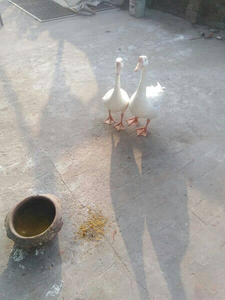 Long neck Big Duck Pair for sale(03246597172 2