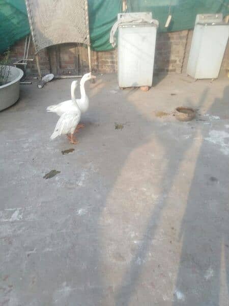 Long neck Big Duck Pair for sale(03246597172 4