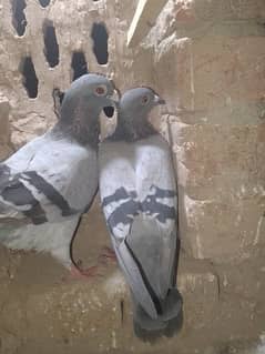 Pigeons Pair Blue Qaasid