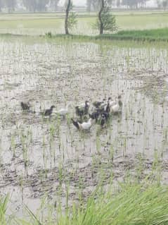 Muscovy Ducklings ( white, silver, black and pied)